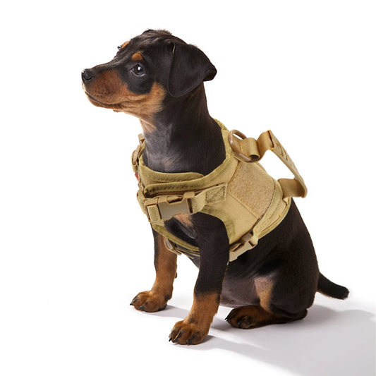 Puppy Harness Leash For Small Dogs & Cats.